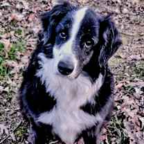 Thumbnail photo of IZZY-FOSTER NEEDED! #3