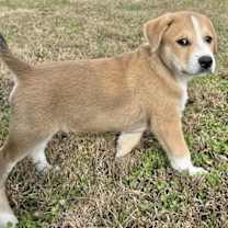 Thumbnail photo of PUPPY HARRY #4