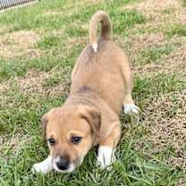 Thumbnail photo of PUPPY BILLIE #3