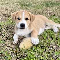 Thumbnail photo of PUPPY HARRY #2