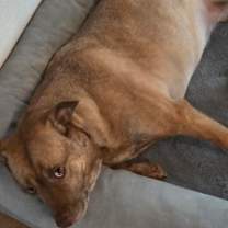 Thumbnail photo of Skye #2