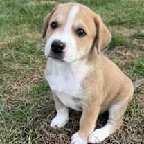 Thumbnail photo of PUPPY HARRY #1