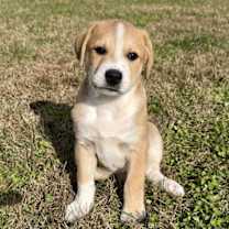 Thumbnail photo of PUPPY HARRY #3