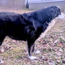 Thumbnail photo of IZZY-FOSTER NEEDED! #4