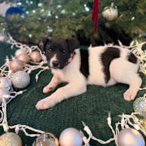 Thumbnail photo of Teddy #1