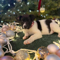 Thumbnail photo of Teddy #2