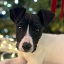 Thumbnail photo of Bailey #1