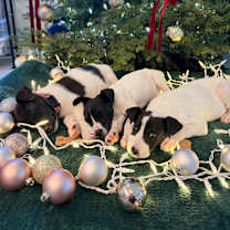 Thumbnail photo of Bailey #2