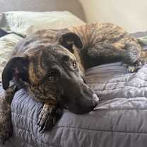 Thumbnail photo of Zeus #1