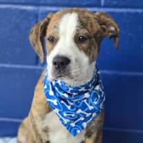 Thumbnail photo of Cheech #2