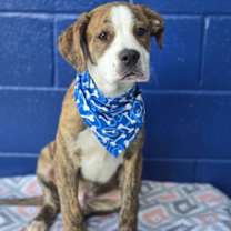 Thumbnail photo of Cheech #3