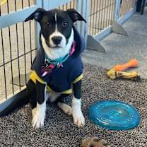 Thumbnail photo of Shenzi Hernando - LOCAL #2