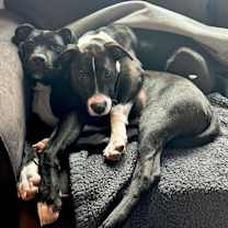 Thumbnail photo of Shenzi Hernando - LOCAL #3