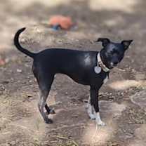 Thumbnail photo of Sadie #2