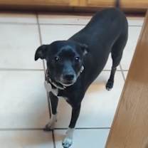 Thumbnail photo of Sadie #3