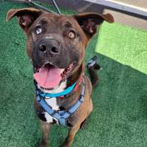 Thumbnail photo of Nico #2