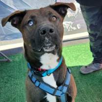 Thumbnail photo of Nico #4