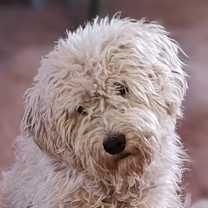 Thumbnail photo of Crystal #1