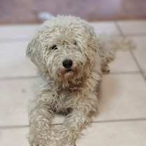 Thumbnail photo of Crystal #4