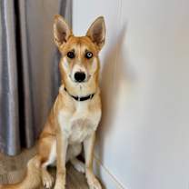 Thumbnail photo of Skye #1