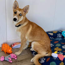 Thumbnail photo of Skye #2