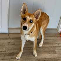 Thumbnail photo of Skye #3