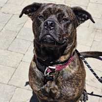 Thumbnail photo of Buttercup (C000-374)-City of Industry Location #2