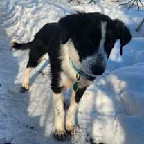 Thumbnail photo of Juno #2