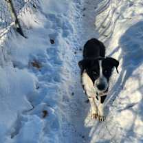 Thumbnail photo of Juno #3