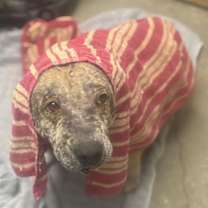 Thumbnail photo of Shimmer #3