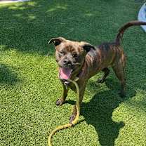 Thumbnail photo of Buttercup (C000-374)-City of Industry Location #4