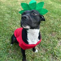 Thumbnail photo of Rosie #1