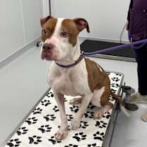 Thumbnail photo of Rudy #1