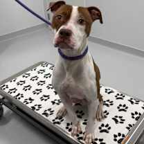 Thumbnail photo of Rudy #2