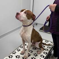 Thumbnail photo of Rudy #3