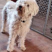 Thumbnail photo of Crystal #2