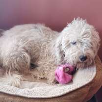 Thumbnail photo of Crystal #3