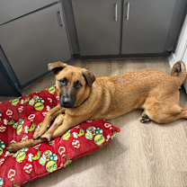 Thumbnail photo of Gunner #4