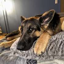 Thumbnail photo of Blue #3