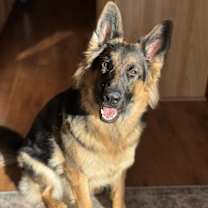 Thumbnail photo of Blue #4