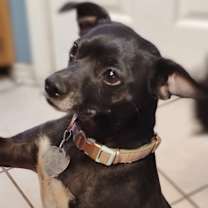 Thumbnail photo of Sadie #4