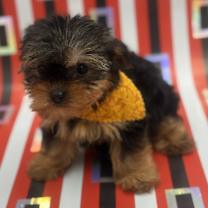 Thumbnail photo of Nick #2