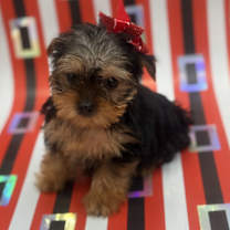 Thumbnail photo of Garland #2