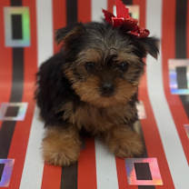 Thumbnail photo of Garland #3