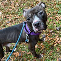 Thumbnail photo of Isaiah #1