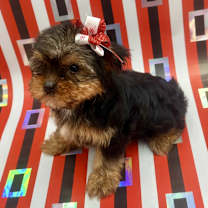 Thumbnail photo of Ribbon #4