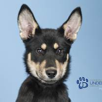 Thumbnail photo of Prime #1