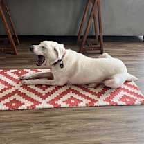 Thumbnail photo of Meelo #2