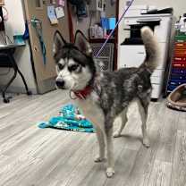 Thumbnail photo of Ralph #2