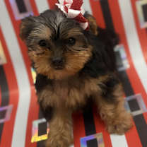 Thumbnail photo of Tinsel #3